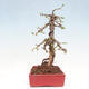 Venkovní bonsai -Larix decidua - Modřín opadavý - 4/5