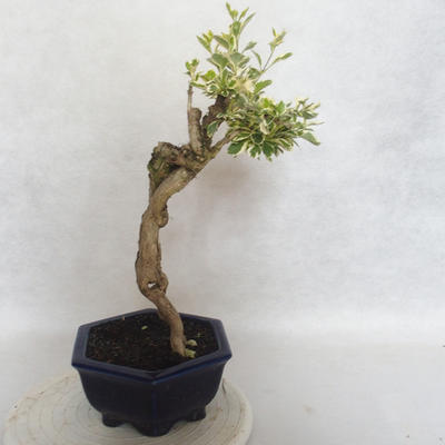 Pokojová bonsai - Duranta erecta Variegata - 4