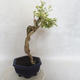 Pokojová bonsai - Duranta erecta Variegata - 4/5