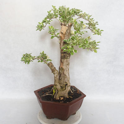 Pokojová bonsai - Duranta erecta Variegata - 4