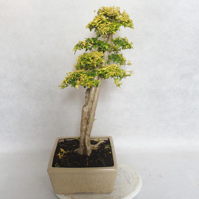 Pokojová bonsai -Ligustrum Aurea - Ptačí zob - 4