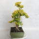 Pokojová bonsai -Ligustrum Aurea - Ptačí zob - 4/5