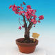 Venkovní bonsai -Japonská meruňka - Prunus Mume - 4/5