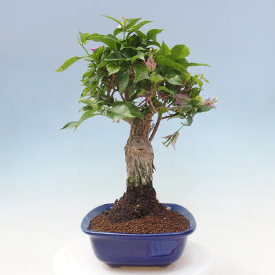 Pokojová bonsai - Bouganwilea - 4