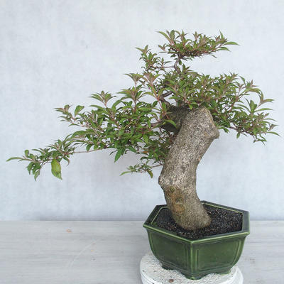 Pokojová bonsai - Hamelia patent - 4