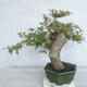 Pokojová bonsai - Hamelia patent - 4/4