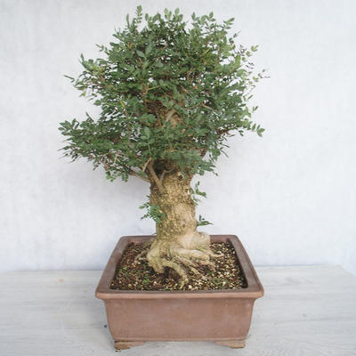 Pokojová bonsai - Fraxinus angustifolia - pokojový Jasan - 4