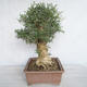 Pokojová bonsai - Fraxinus angustifolia - pokojový Jasan - 4/4