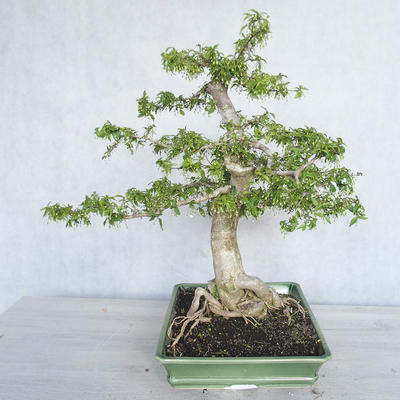 Pokojová bonsai - Vodní jasmín  - Wrightia religiosa - 4