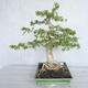 Pokojová bonsai - Vodní jasmín  - Wrightia religiosa - 4/7