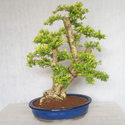 Pokojová bonsai - Duranta erecta aurea - 4