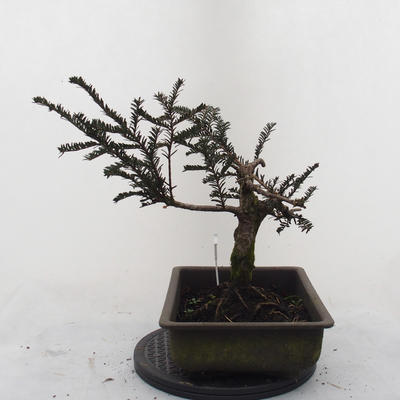 Venkovní bonsa - Malolistý tis - Taxus bacata Adpresa - 4