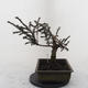 Venkovní bonsa - Malolistý tis - Taxus bacata Adpresa - 4/5