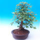 Venkovní bonsai -Javor babyka - Acer campestre - 4/5