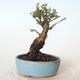 Venkovní bonsai - Ulmus parvifolia SAIGEN - Malolistý jilm - 4/5