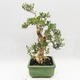 Pokojová bonsai - Buxus harlandii - korkový buxus - 4/7