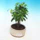 Pokojová bonsai-PUNICA granatum nana-Granátové jablko - 4/4