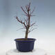 Venkovní bonsai - Javor palmatum DESHOJO - Javor dlanitolistý - 4/5