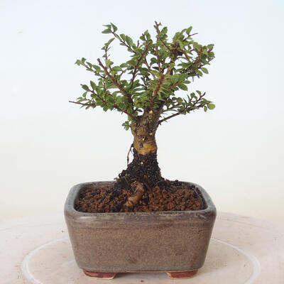 Venkovní bonsai - Ulmus parvifolia SAIGEN - Malolistý jilm - 4