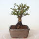 Venkovní bonsai - Ulmus parvifolia SAIGEN - Malolistý jilm - 4/4