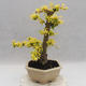 Pokojová bonsai -Ligustrum Aurea - Ptačí zob - 4/6