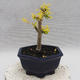 Pokojová bonsai -Ligustrum Aurea - Ptačí zob - 4/5