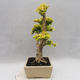 Pokojová bonsai -Ligustrum Aurea - Ptačí zob - 4/6