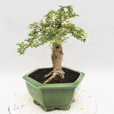 Pokojová bonsai -Ligustrum Variegata - Ptačí zob - 4