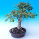 Venkovní bonsai -Javor babyka - Acer campestre - 4/6