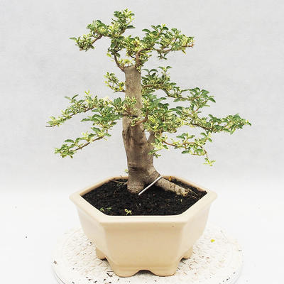 Pokojová bonsai -Ligustrum Variegata - Ptačí zob - 4
