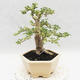 Pokojová bonsai -Ligustrum Variegata - Ptačí zob - 4/6