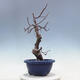 Venkovní  bonsai -  Pseudocydonia sinensis - Kdouloň čínská - 4/4
