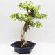 Pokojová bonsai -Phyllanthus Niruri- Smuteň - 4/6