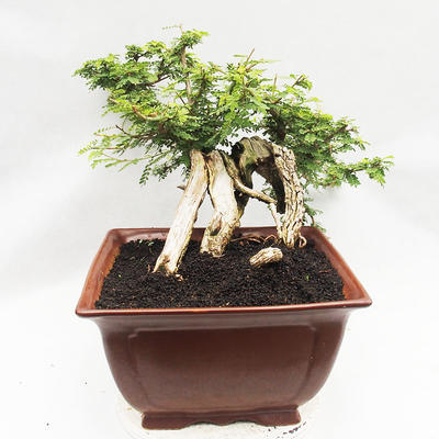 Pokojová bonsai -Phyllanthus Niruri- Smuteň - 4