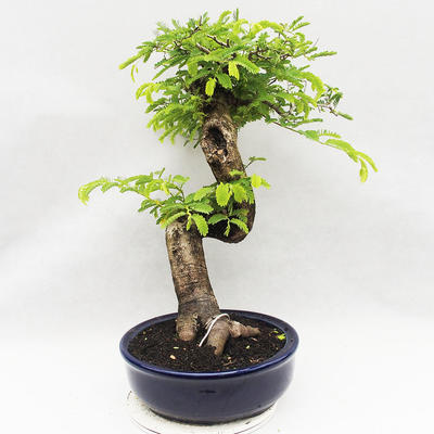 Pokojová bonsai -Phyllanthus Niruri- Smuteň - 4