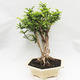 Pokojová bonsai -Phyllanthus Niruri- Smuteň - 4/5