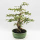 Pokojová bonsai - Cudrania equisetifolia - 4/5