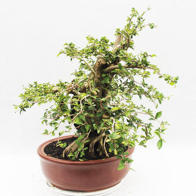 Pokojová bonsai - Cudrania equisetifolia - 4