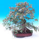 Venkovní bonsai -Javor babyka - Acer campestre - 4/7