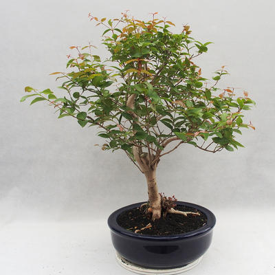 Pokojová bonsai - Australská třešeň - Eugenia uniflora - 4