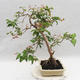 Pokojová bonsai - Australská třešeň - Eugenia uniflora - 4/5