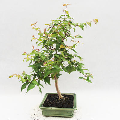Pokojová bonsai - Australská třešeň - Eugenia uniflora - 4