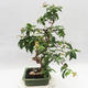 Pokojová bonsai - Australská třešeň - Eugenia uniflora - 4/5