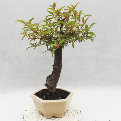 Pokojová bonsai - Hamelia patent - 4