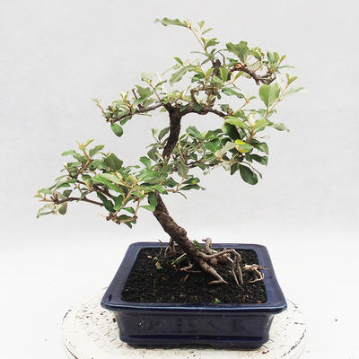 Pokojová bonsai -Eleagnus - Hlošina - 4