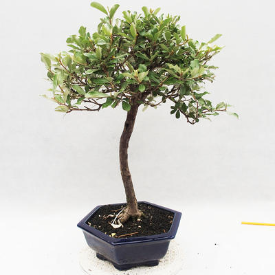 Pokojová bonsai -Eleagnus - Hlošina - 4