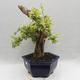 Pokojová bonsai - Duranta erecta Variegata - 4/6
