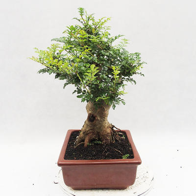 Pokojová bonsai - Fraxinus uhdeii - pokojový Jasan - 4