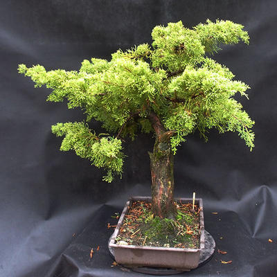 Jalovec - Juniperus sabina NO-22 - 4