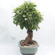 Venkovní bonsai -Malus halliana - Maloplodá jabloň - 4/6